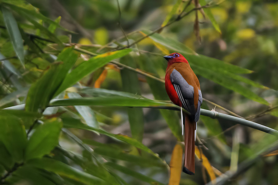 The Red-headed Trogon is one of the most beautiful birds in the forests of India. It was early morning of Holi, the spring festival, and I had gone for a walk to Garbhanga forest in Guwahati. This bugger came out of nowhere sat on this branch for about 3 seconds and took off. A Holi gift from the Forest Gods.