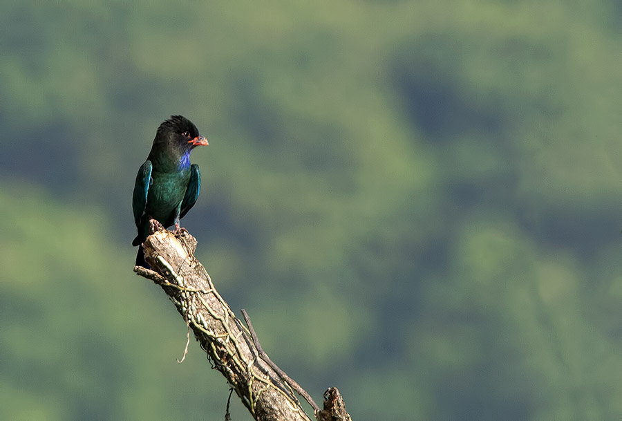 he Dollarbird is a beautiful and rare bird from the Roller family. Without proper light falling on it, it is a rather dull looking bird. Here the morning light has brought out the colors of the bird in all its glory. Photographed in Guwahati.